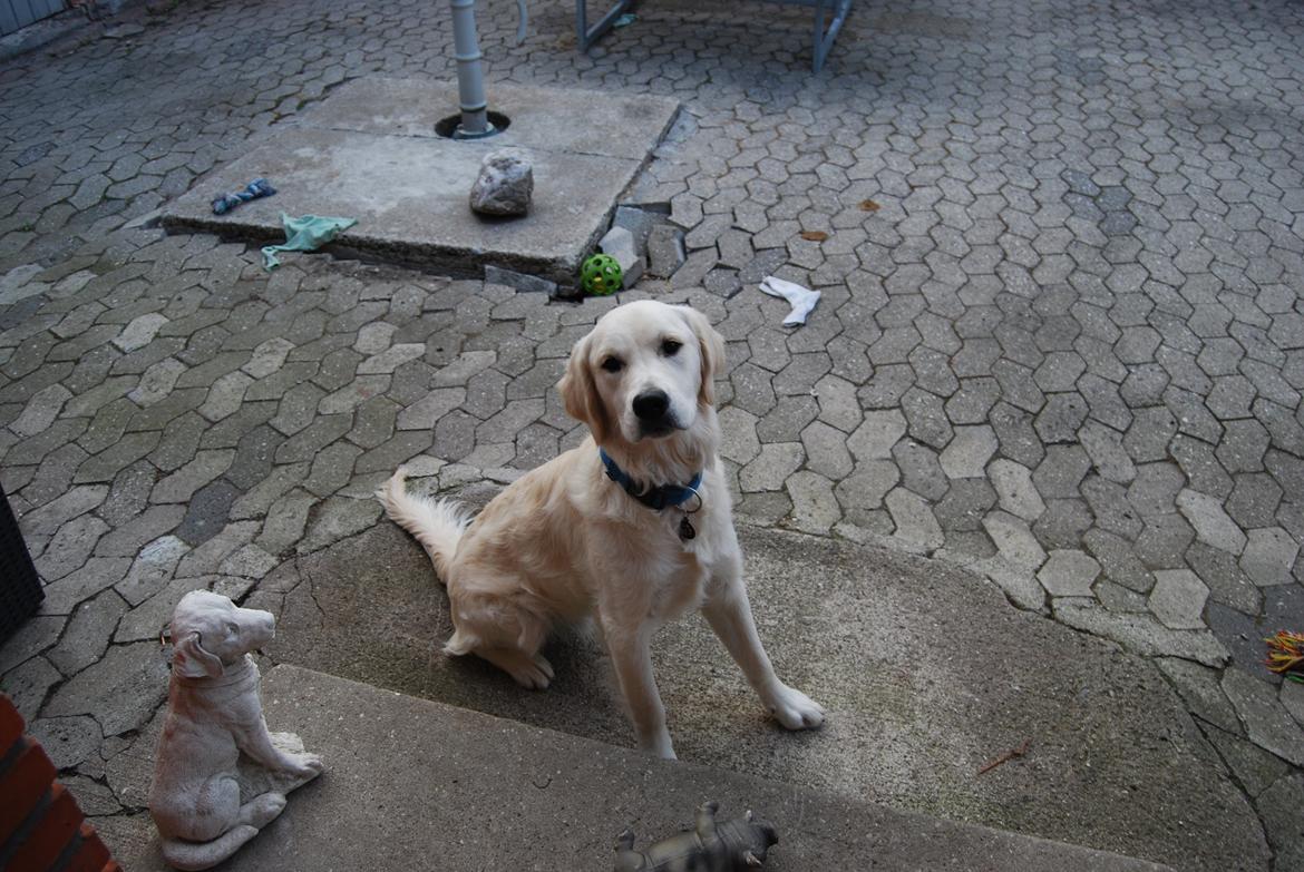 Golden retriever Bastian(Xabax) billede 33