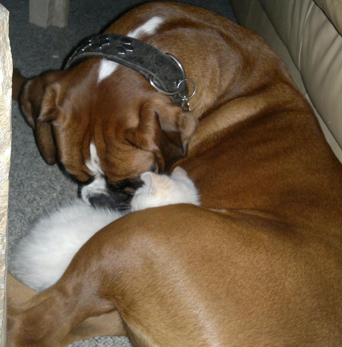 Boxer Mickey billede 15