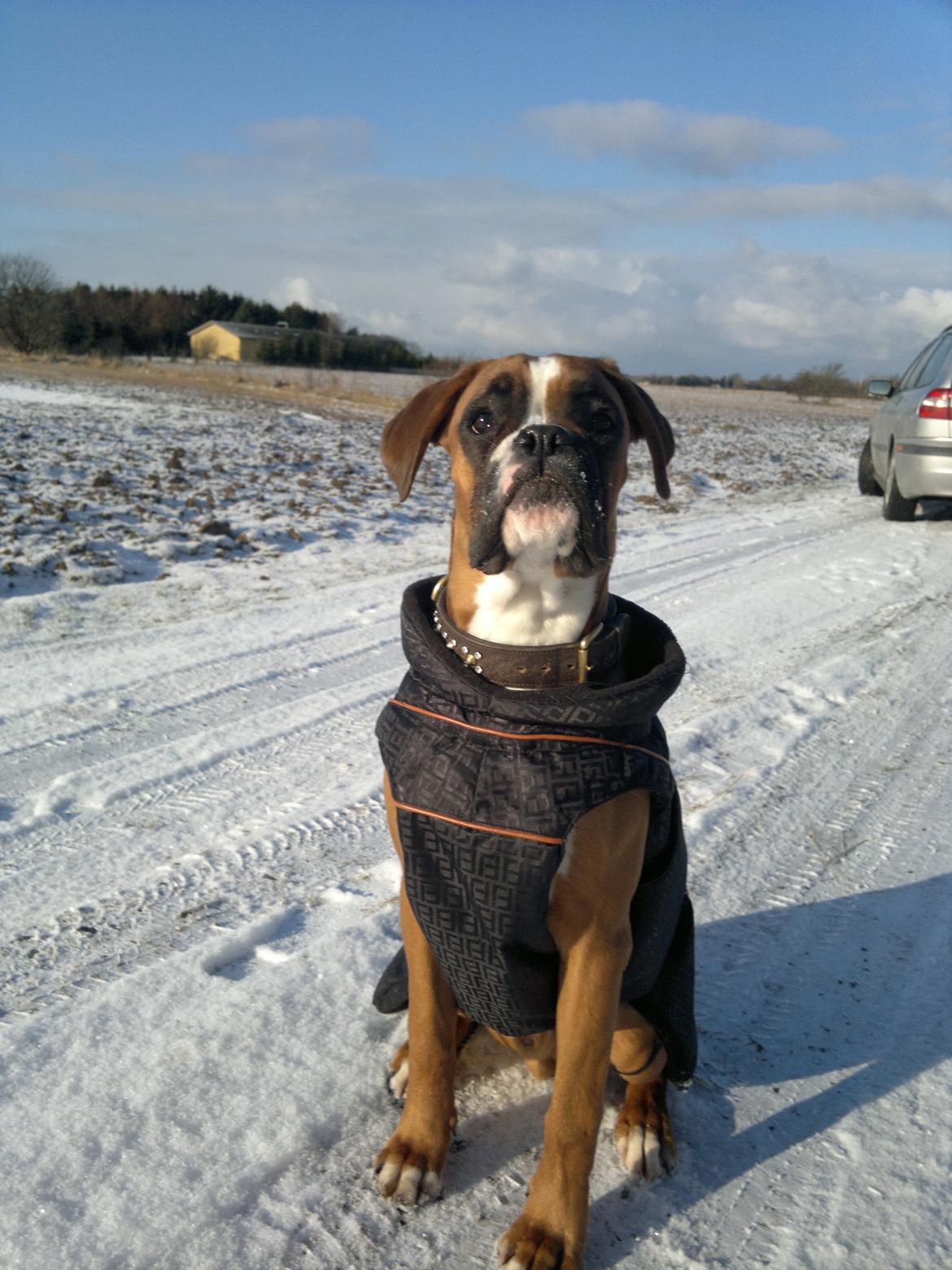 Boxer Mickey billede 17