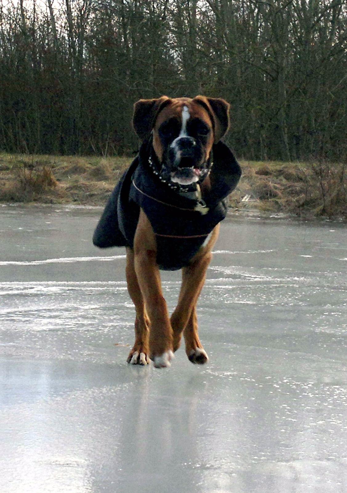 Boxer Mickey billede 18