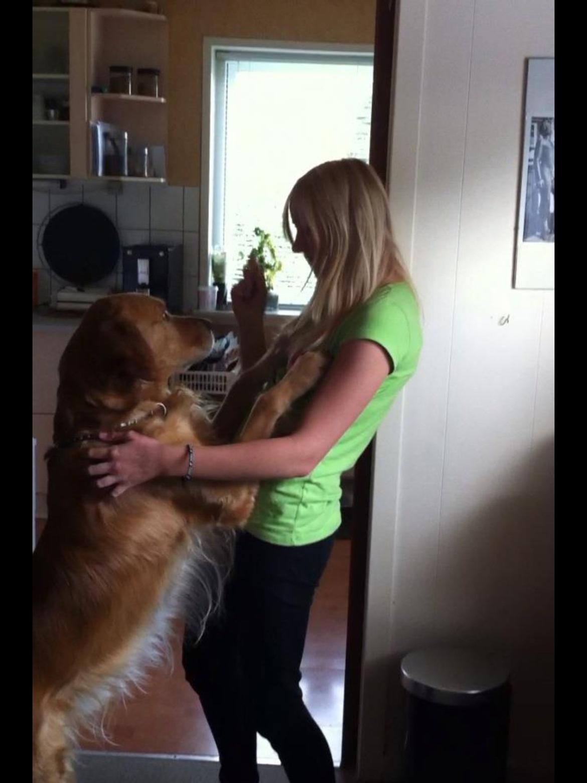 Golden retriever Speedy billede 1