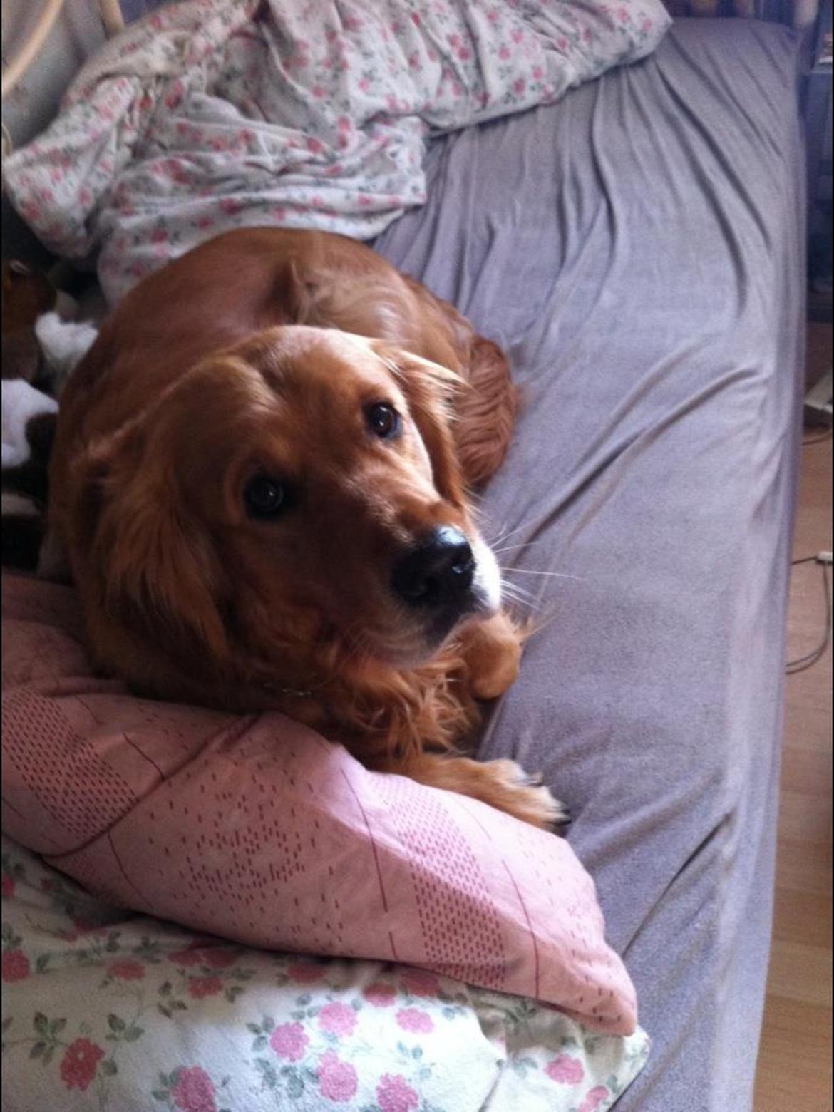 Golden retriever Speedy billede 2