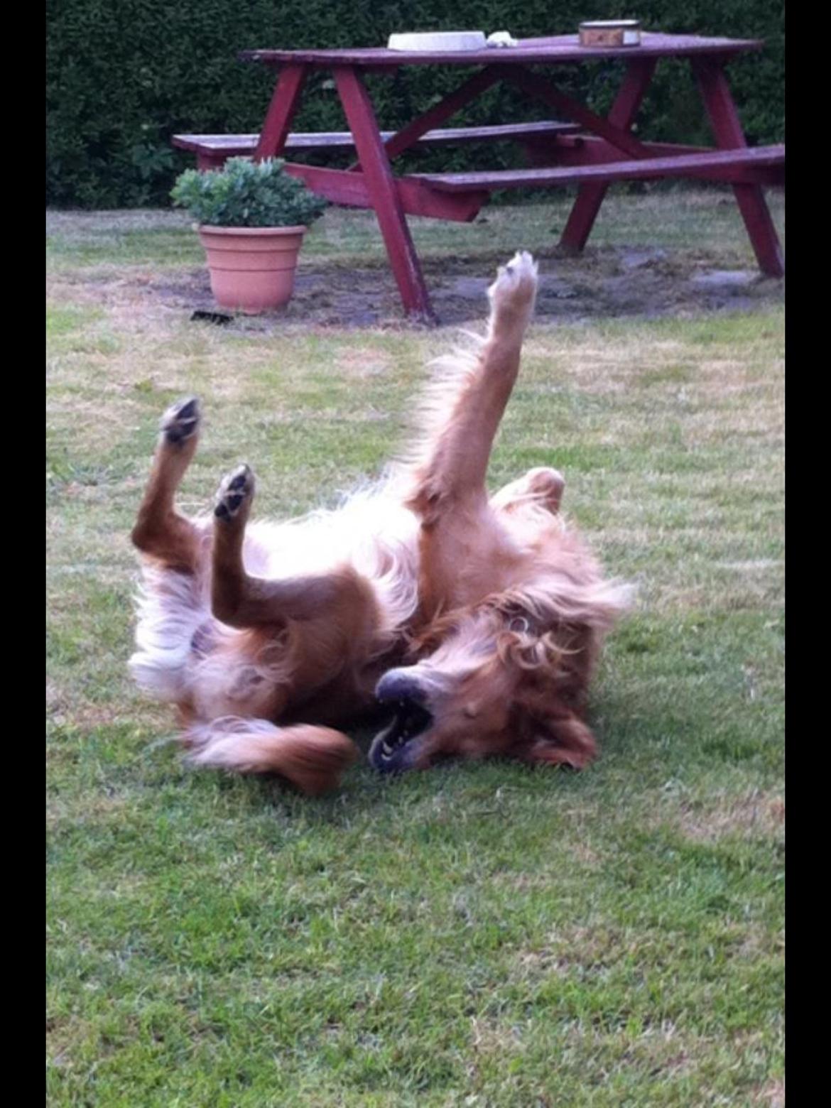 Golden retriever Speedy billede 3