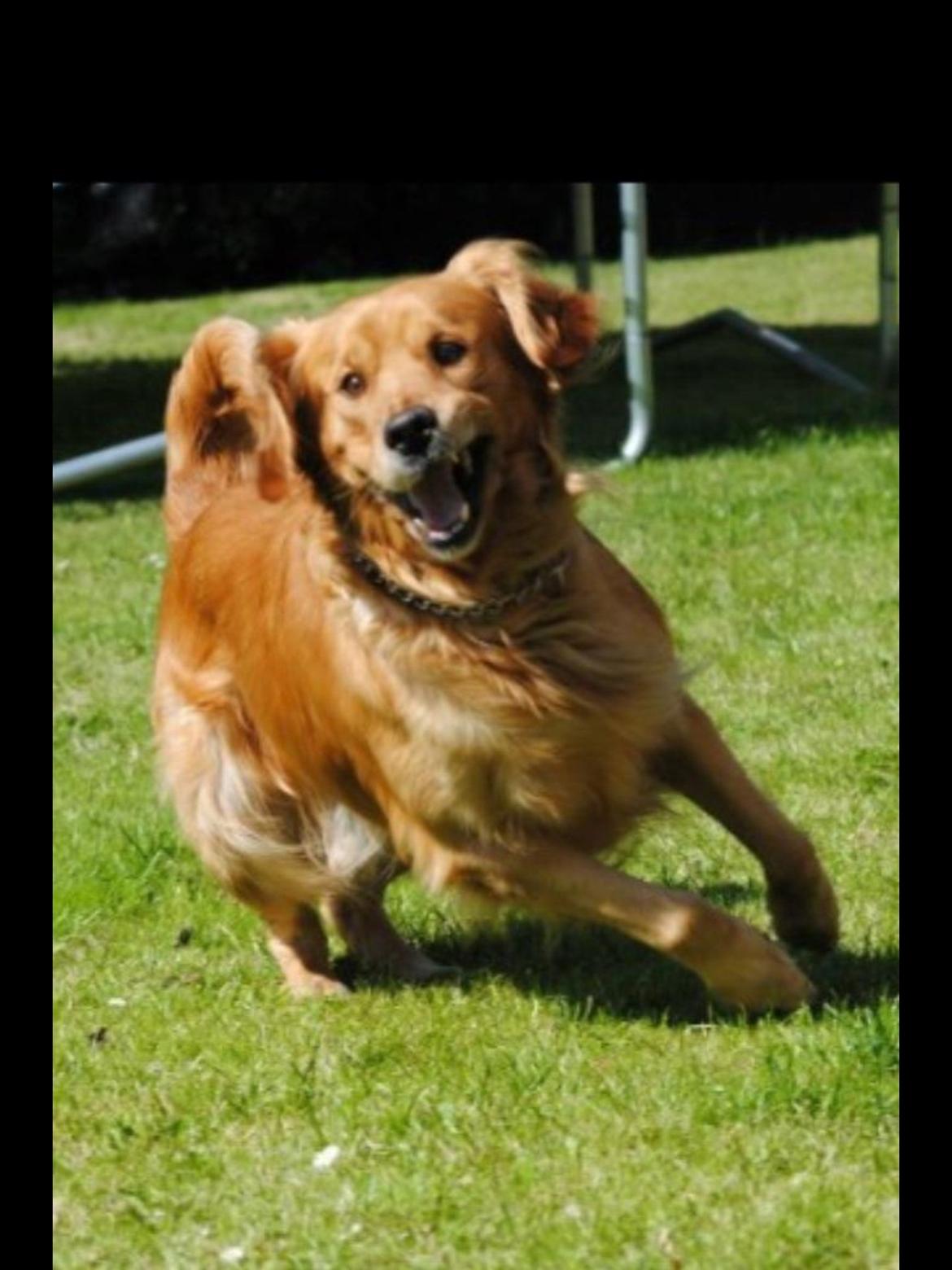 Golden retriever Speedy billede 4