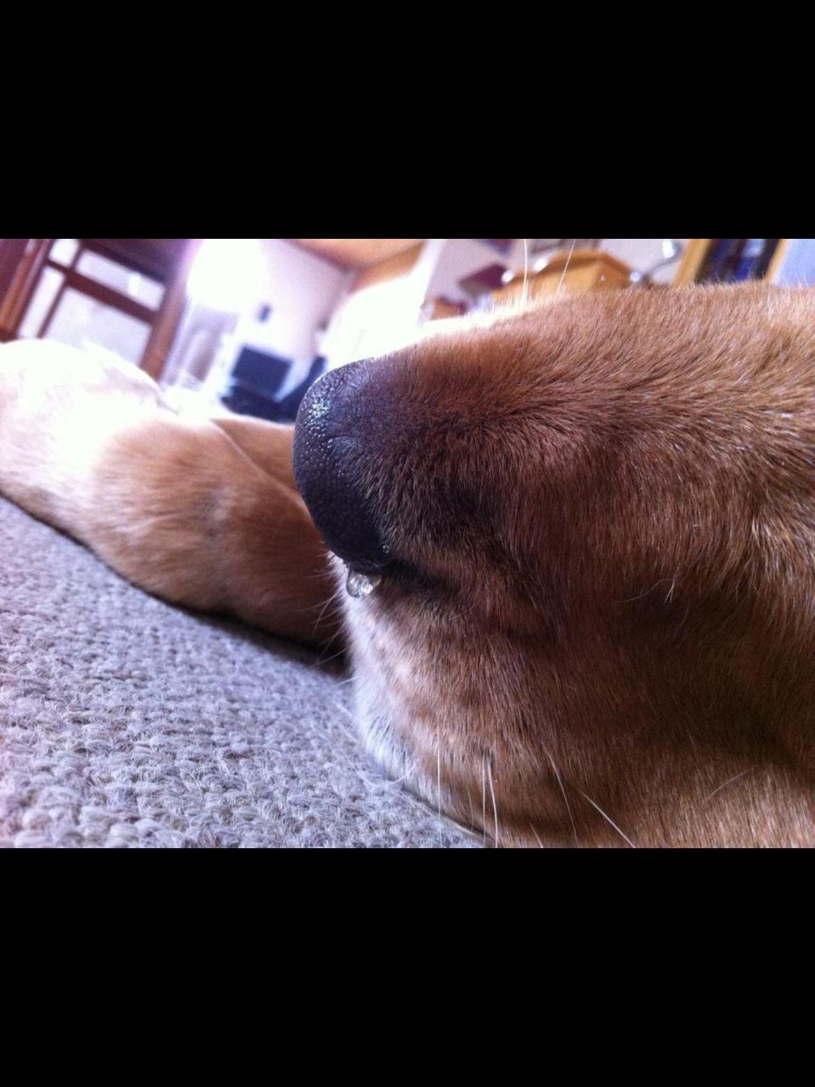 Golden retriever Speedy billede 7