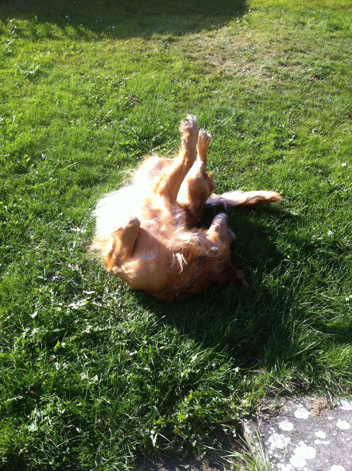 Golden retriever Speedy billede 8