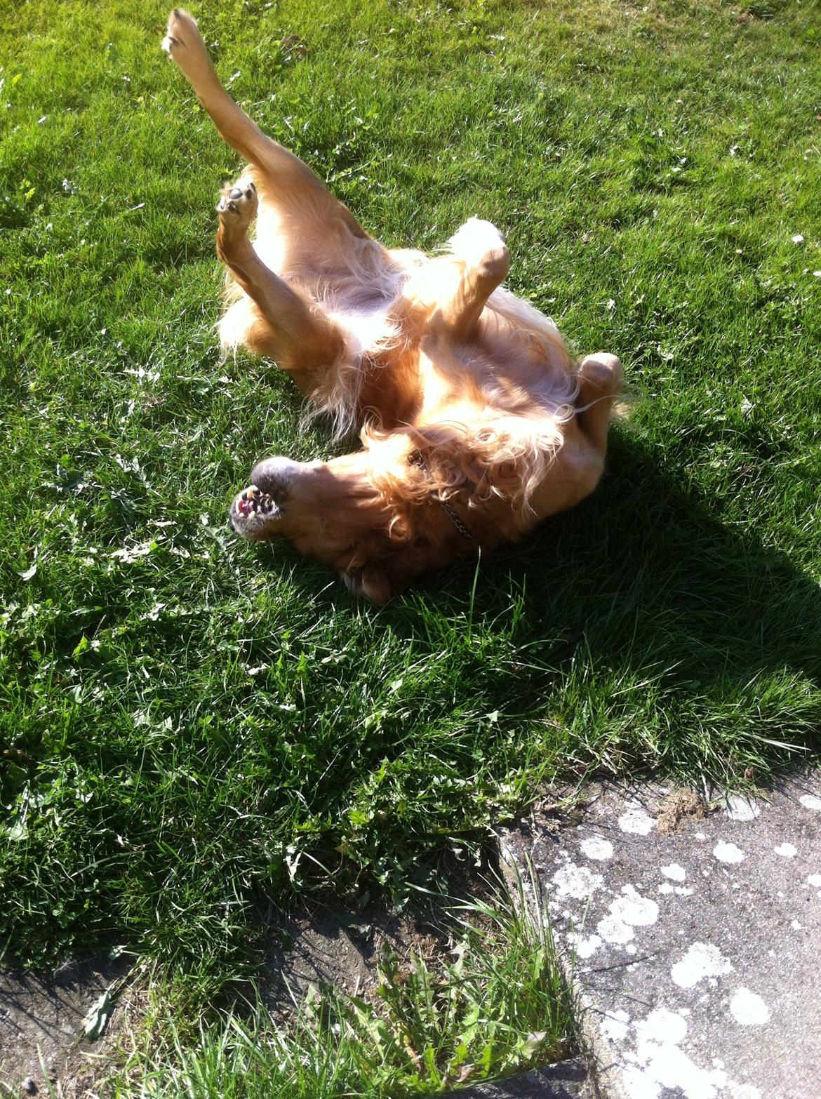 Golden retriever Speedy billede 9