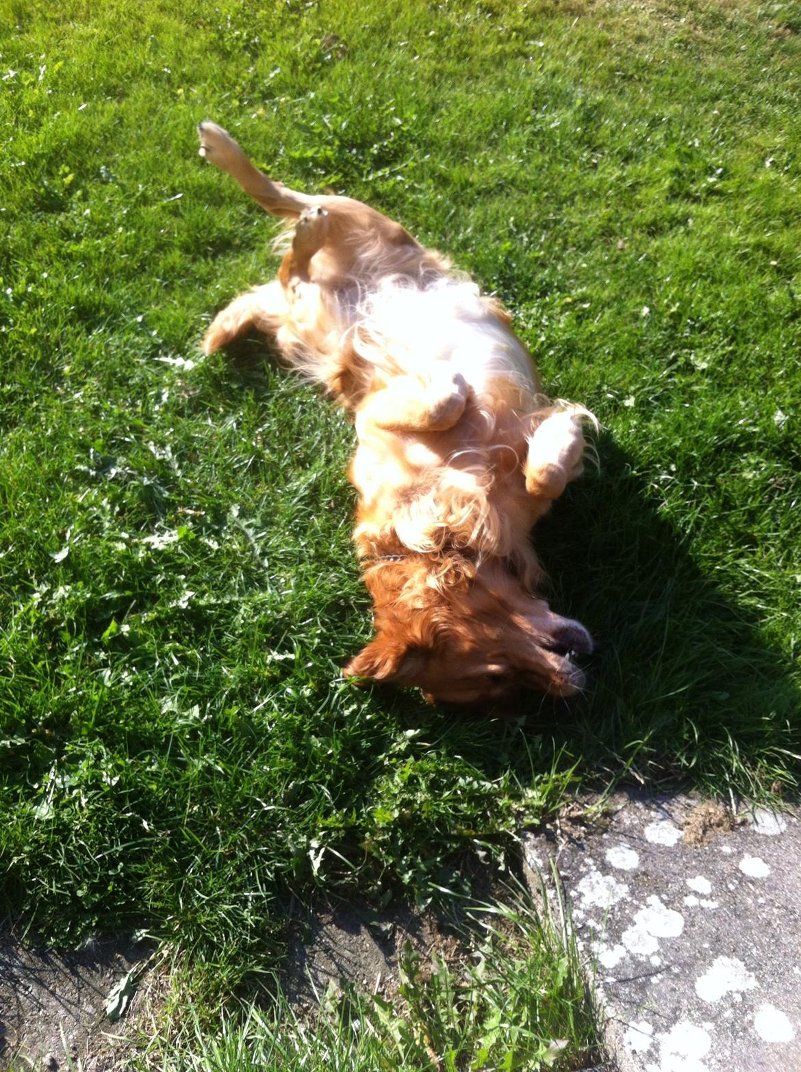 Golden retriever Speedy billede 10