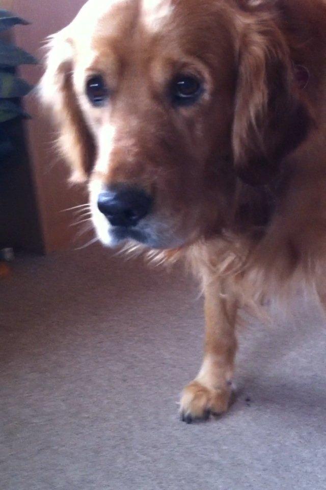 Golden retriever Speedy billede 12
