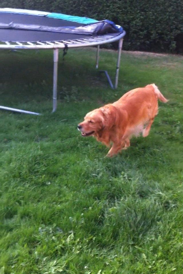 Golden retriever Speedy billede 14