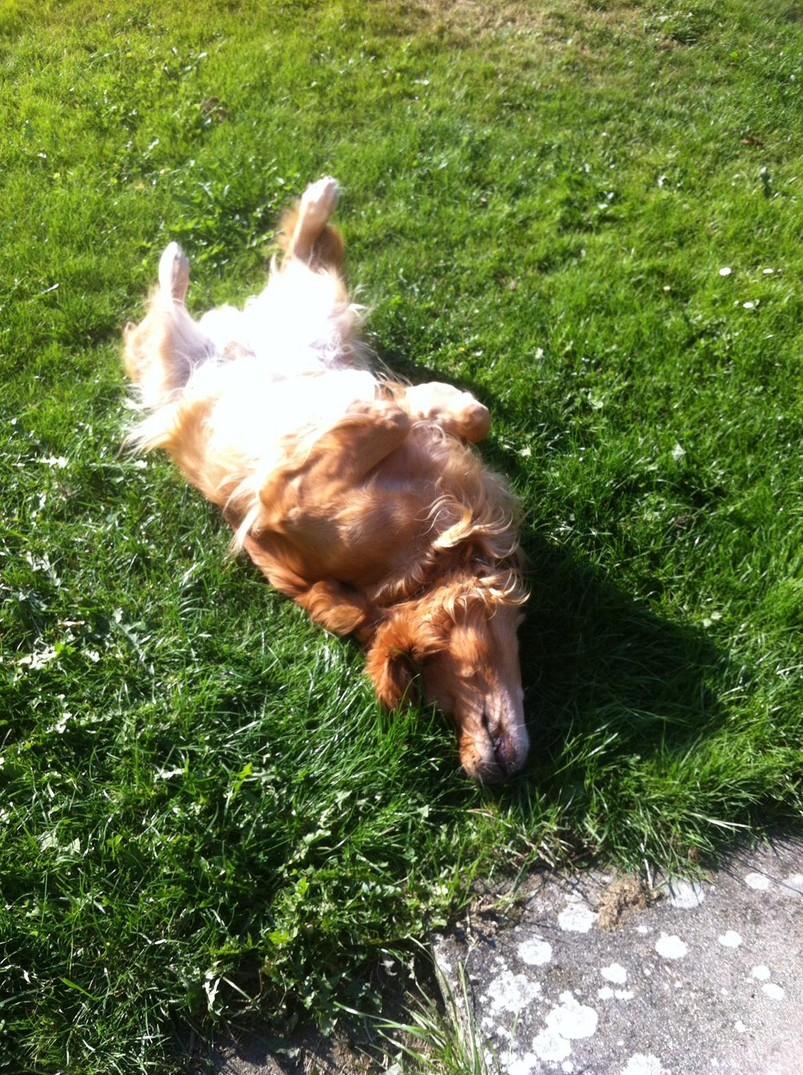 Golden retriever Speedy billede 15
