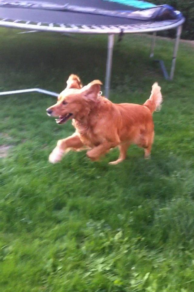 Golden retriever Speedy billede 16