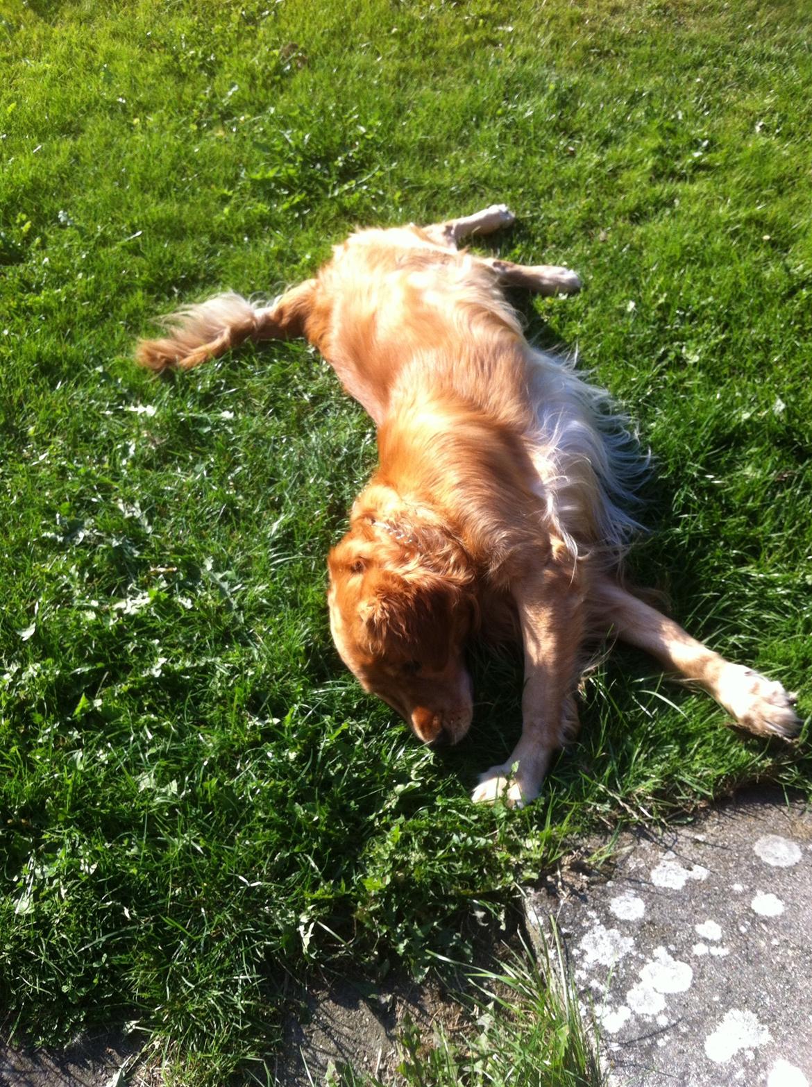 Golden retriever Speedy billede 18