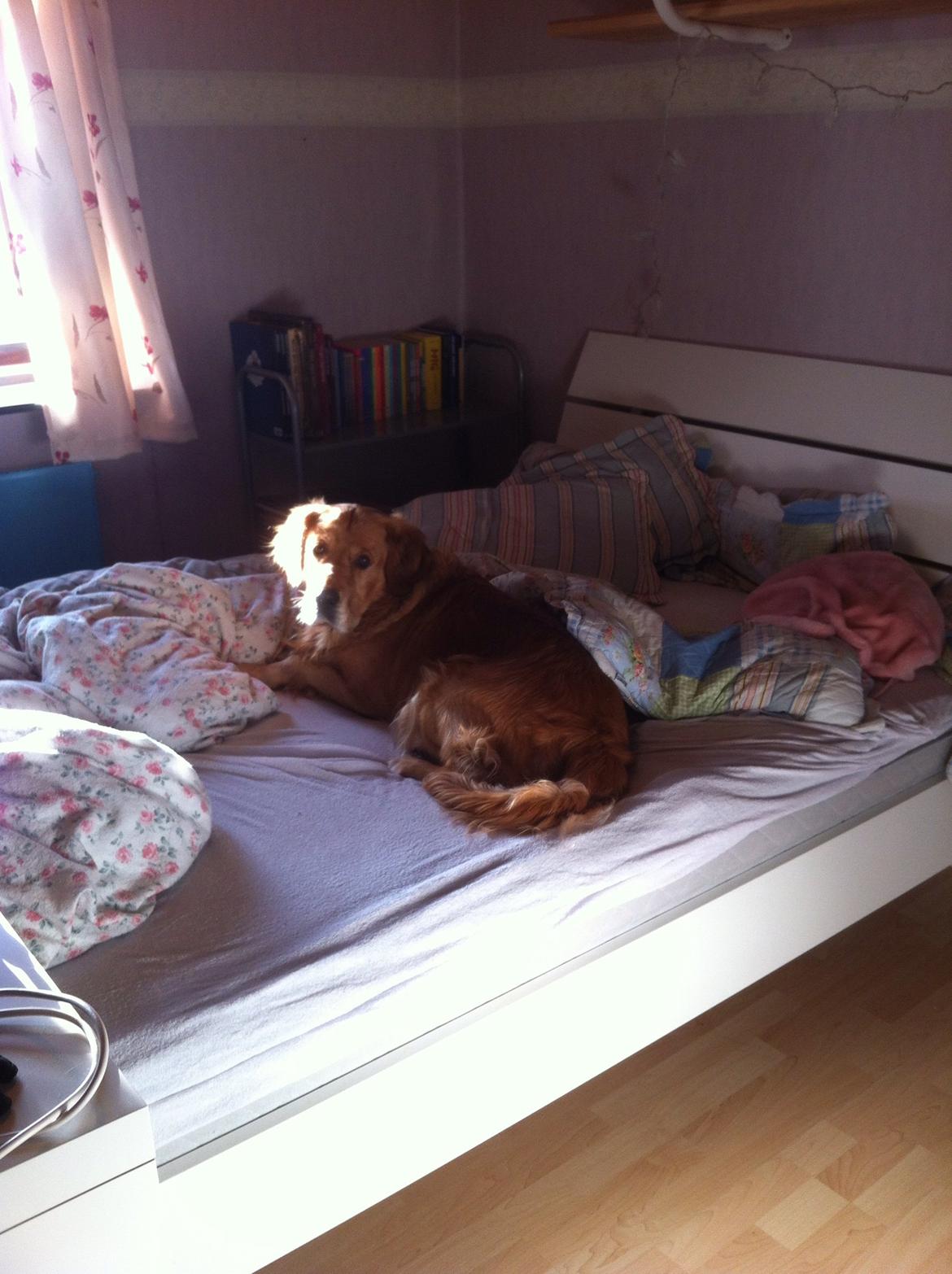 Golden retriever Speedy billede 19