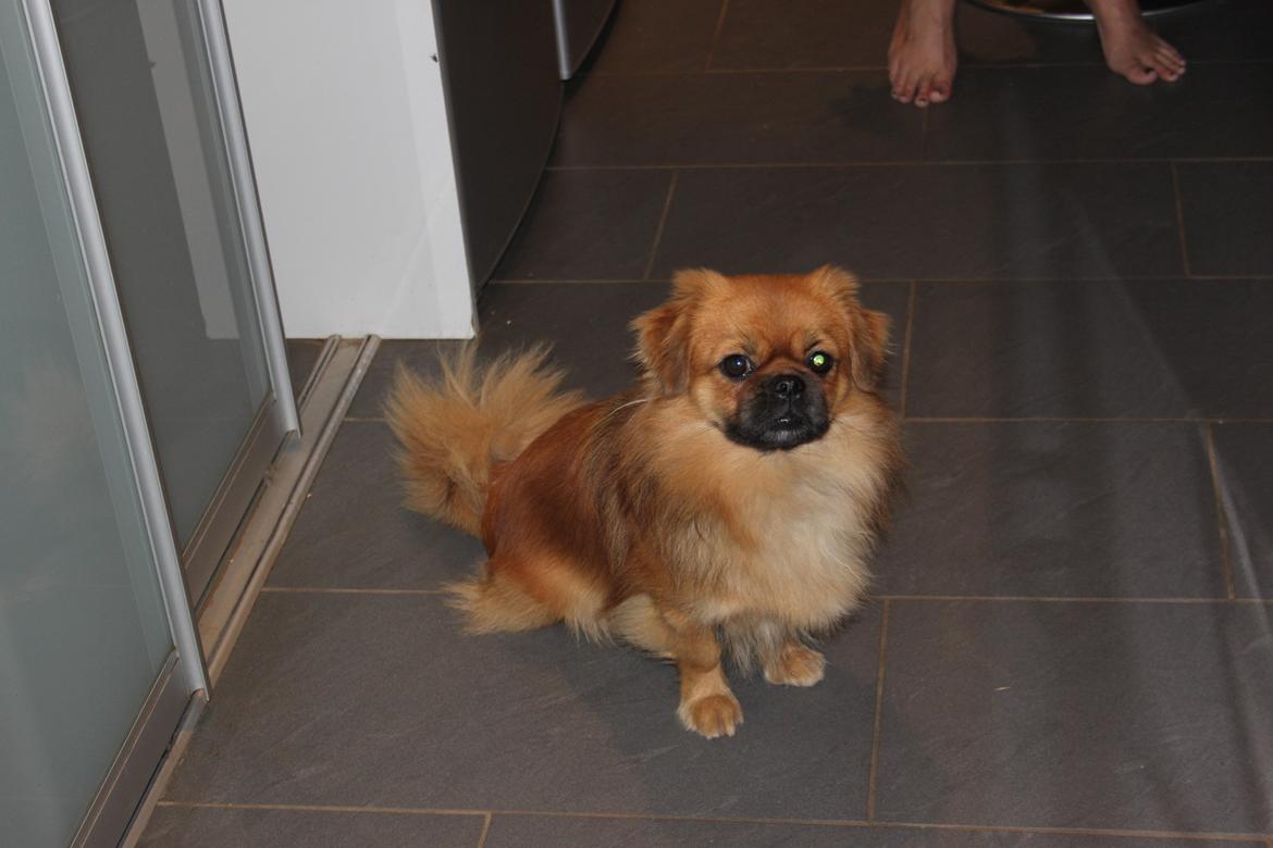 Tibetansk spaniel Simba billede 1