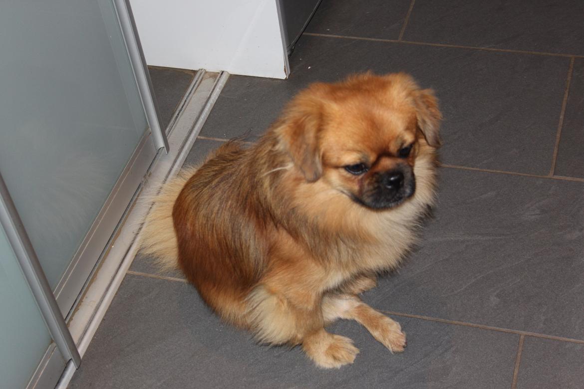 Tibetansk spaniel Simba billede 2