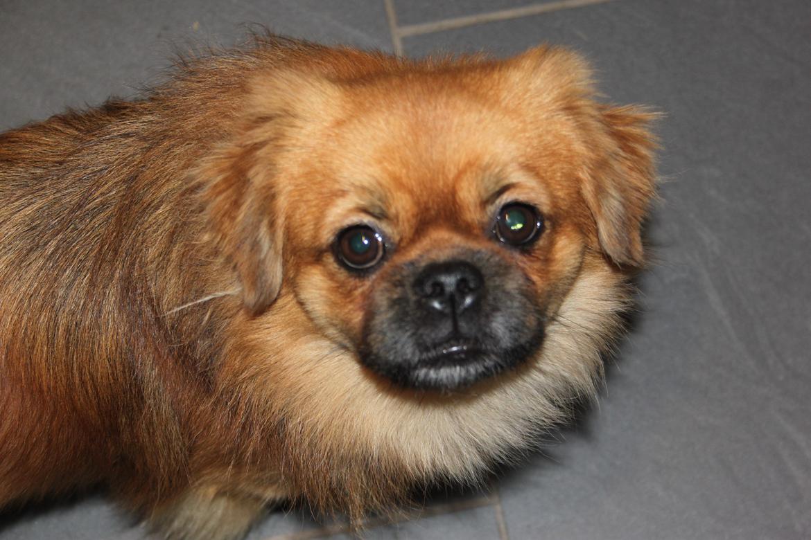 Tibetansk spaniel Simba billede 3