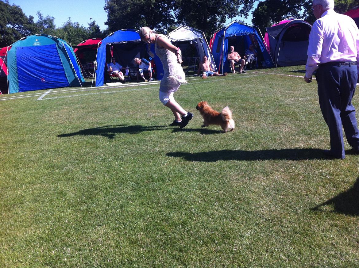 Tibetansk spaniel Simba billede 4