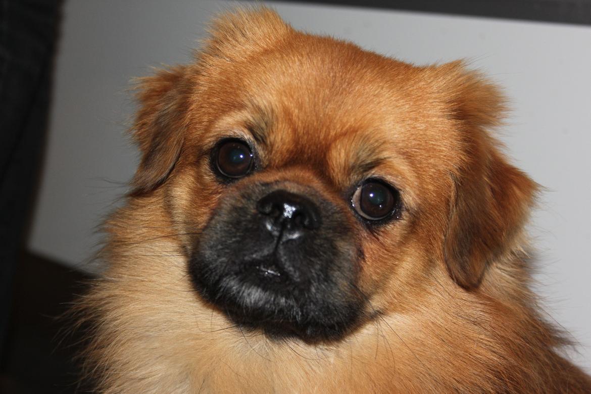 Tibetansk spaniel Simba billede 5