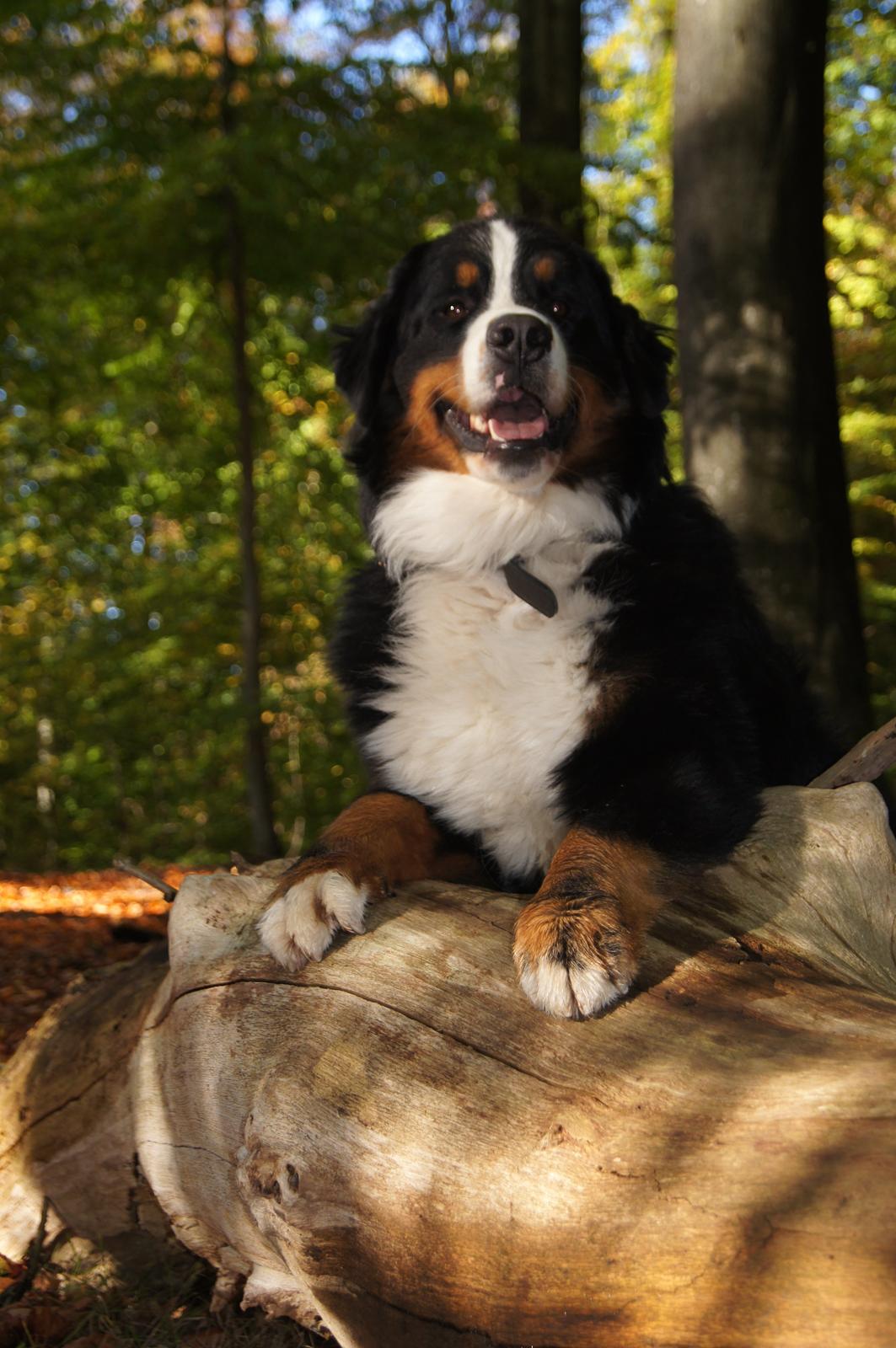 Berner sennenhund Rocky Queen Elsa *Cody* billede 1
