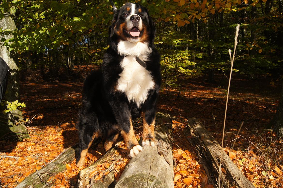 Berner sennenhund Rocky Queen Elsa *Cody* billede 2