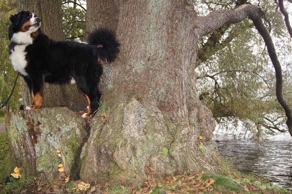 Berner sennenhund Rocky Queen Elsa *Cody* billede 4
