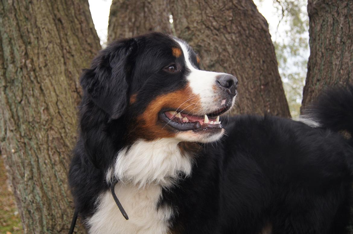 Berner sennenhund Rocky Queen Elsa *Cody* billede 3