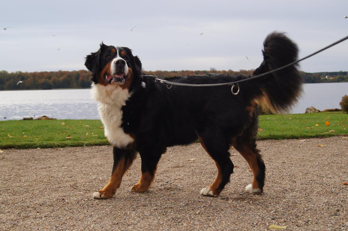 Berner sennenhund Bella billede 1