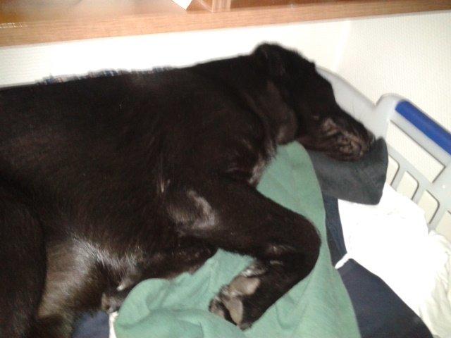 Labrador retriever Bella billede 11