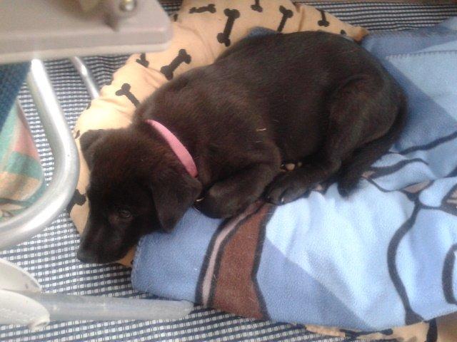 Labrador retriever Bella billede 12