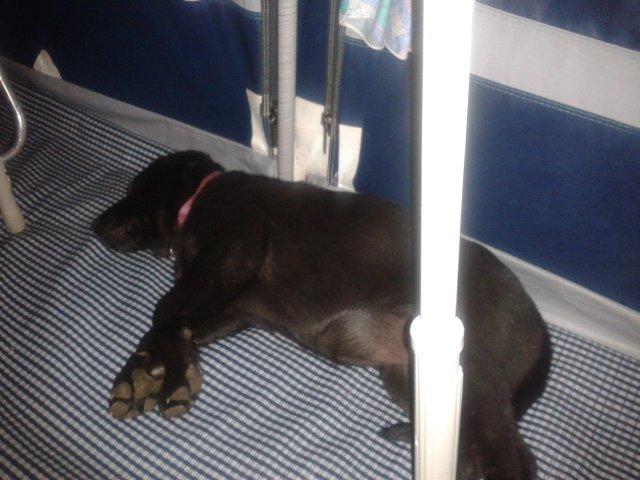 Labrador retriever Bella billede 13