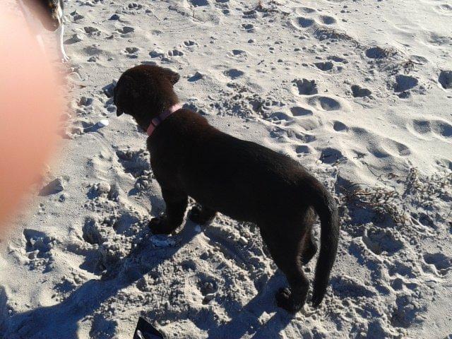 Labrador retriever Bella billede 14