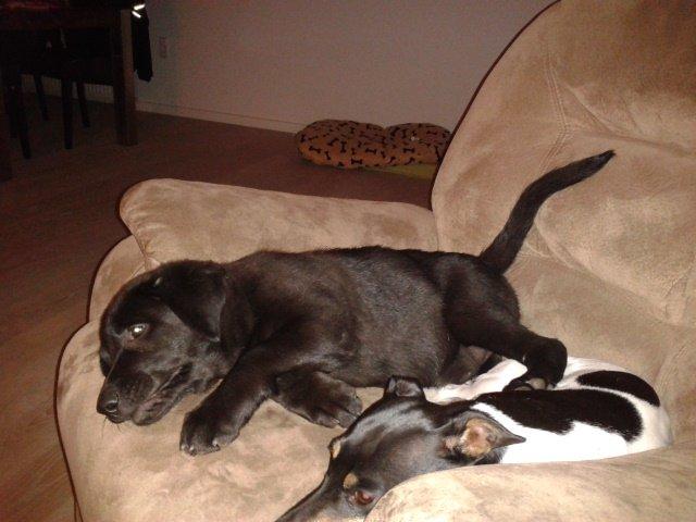 Labrador retriever Bella billede 15