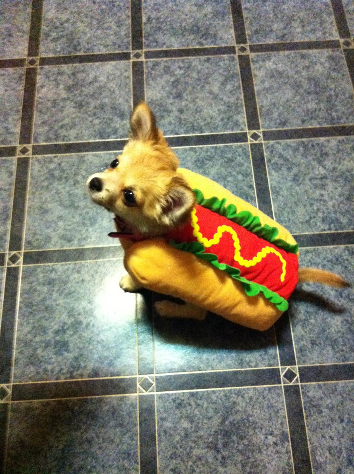 Chihuahua Gucci/Lutter - Hotdog-gucci :) billede 12