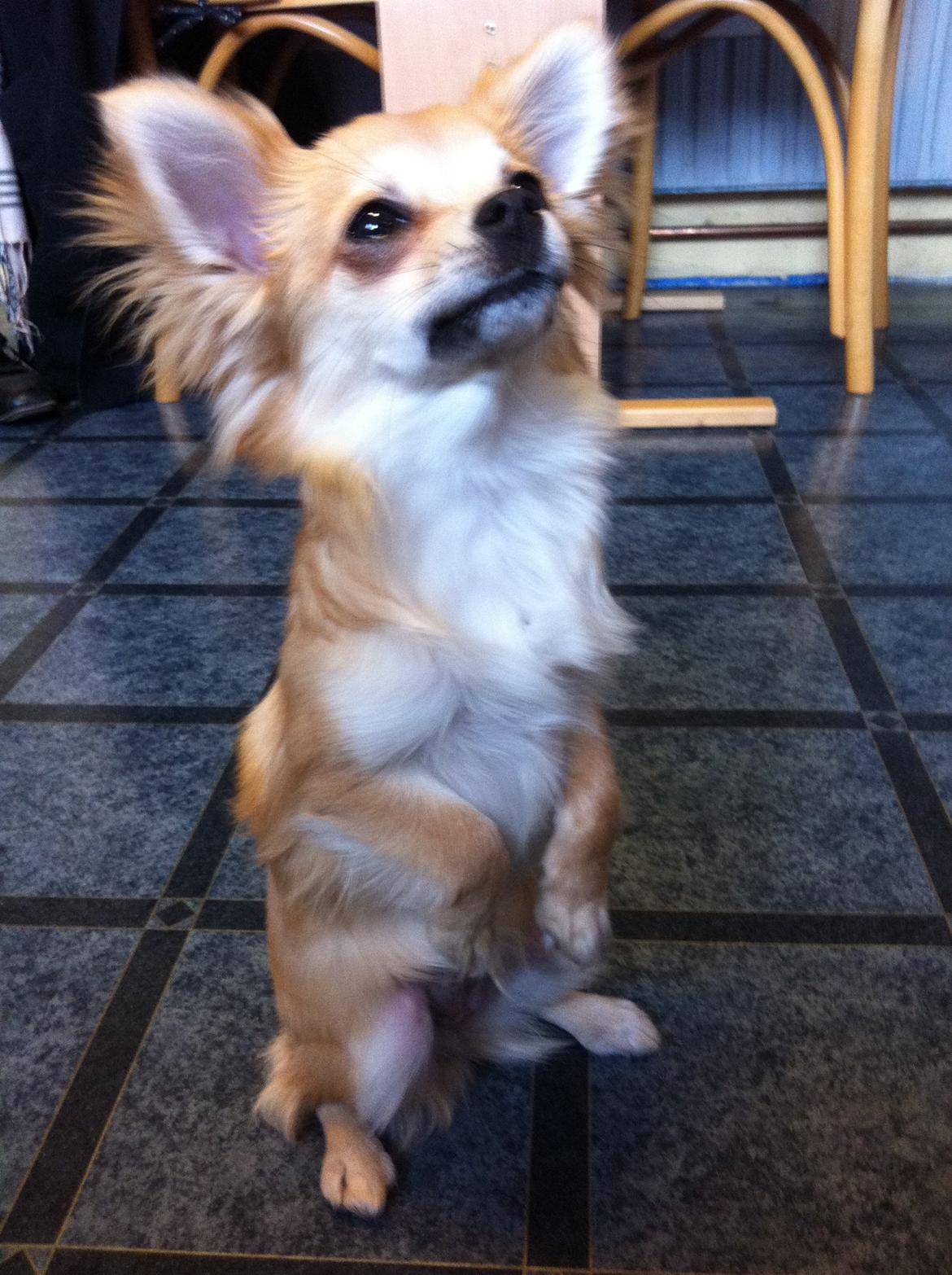 Chihuahua Gucci/Lutter - Lutter kan sidde frygteligt pænt, når der er mad i nærheden :)  billede 1