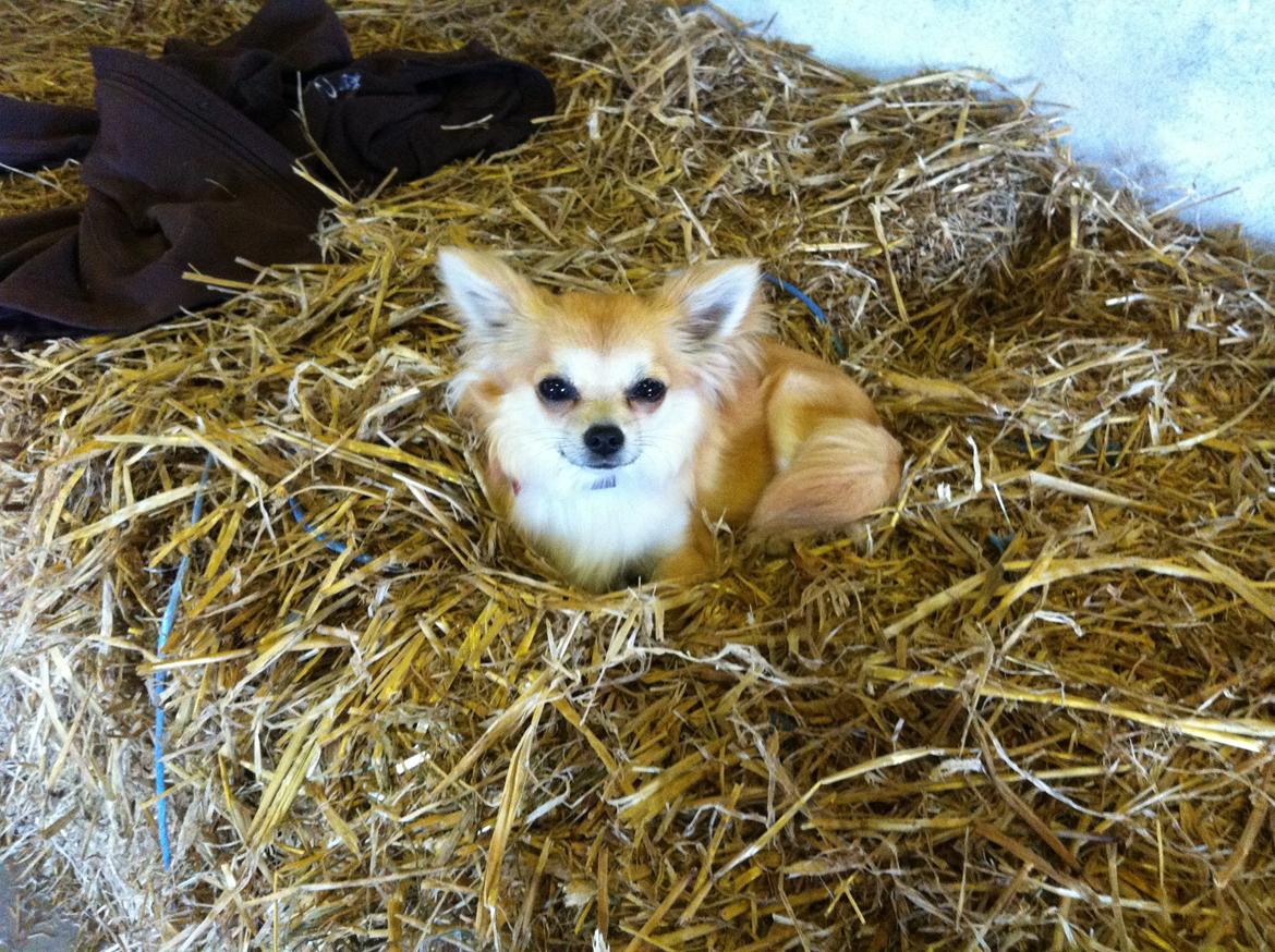 Chihuahua Gucci/Lutter - Gårdhunde livet er ikke så ringe endda :)  billede 2