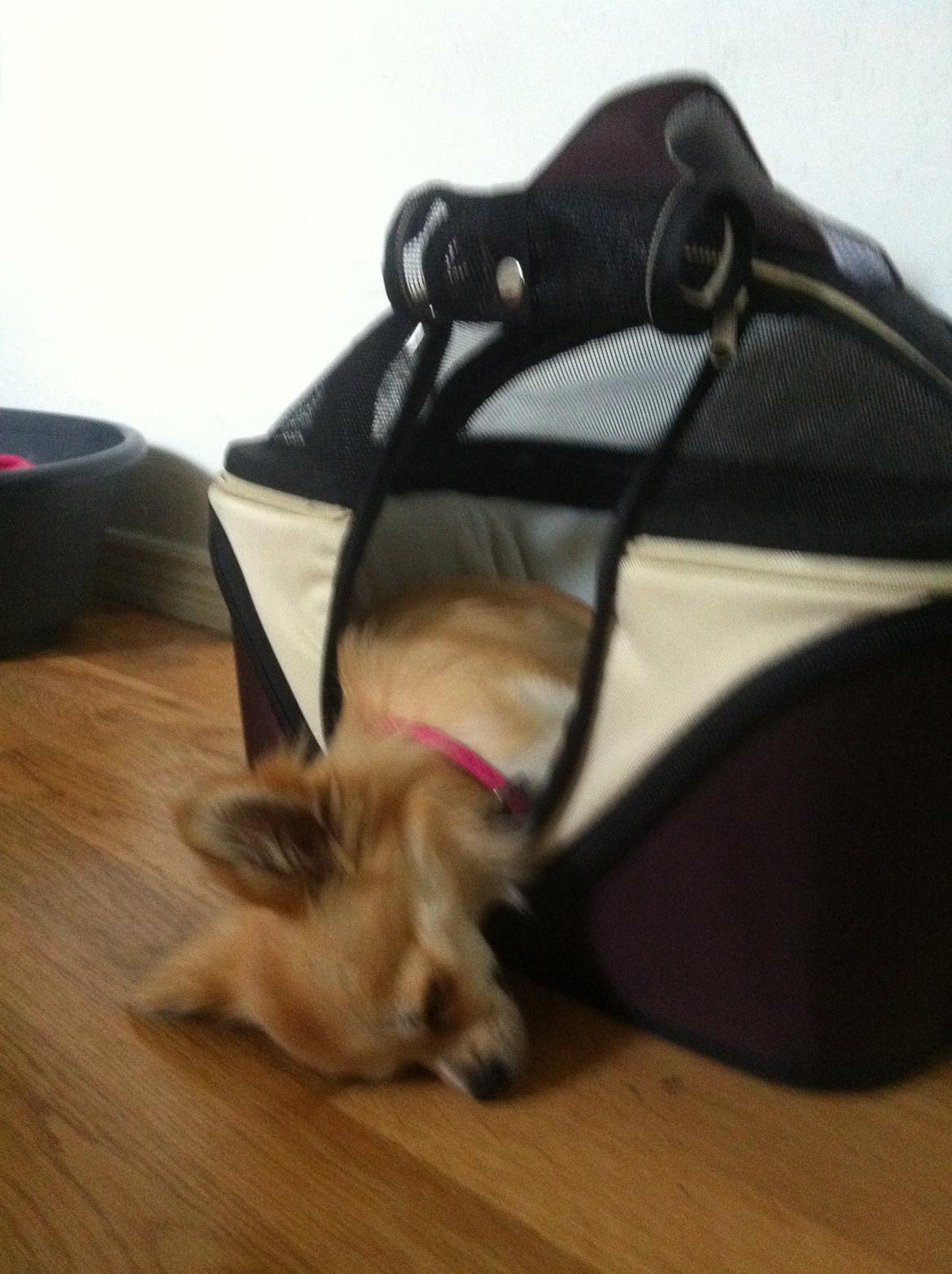 Chihuahua Gucci/Lutter - Man kan godt blive træt efter en lang dag som gårdhund :) billede 4