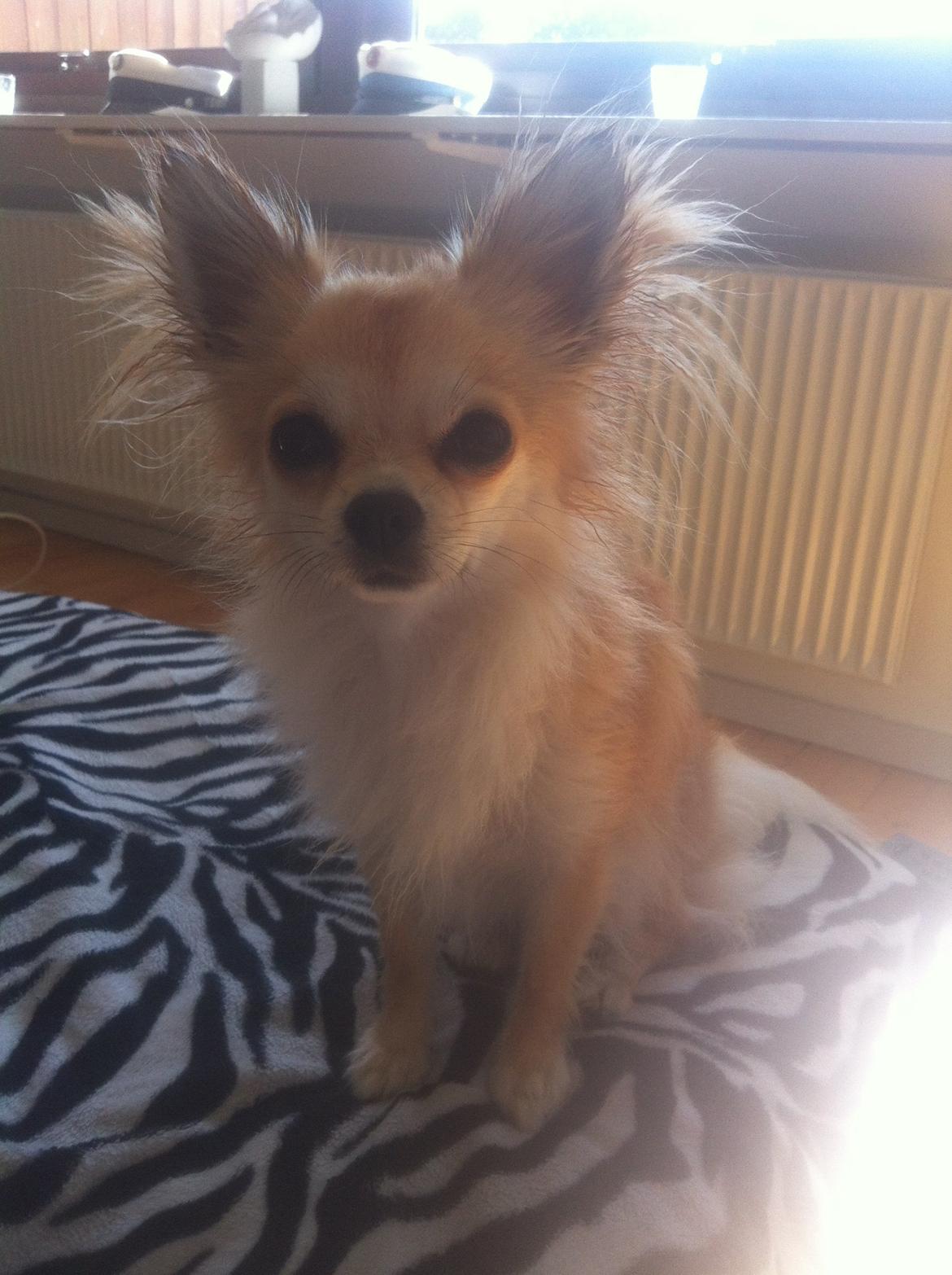 Chihuahua Gucci/Lutter - Efter et dejligt bad :) billede 6