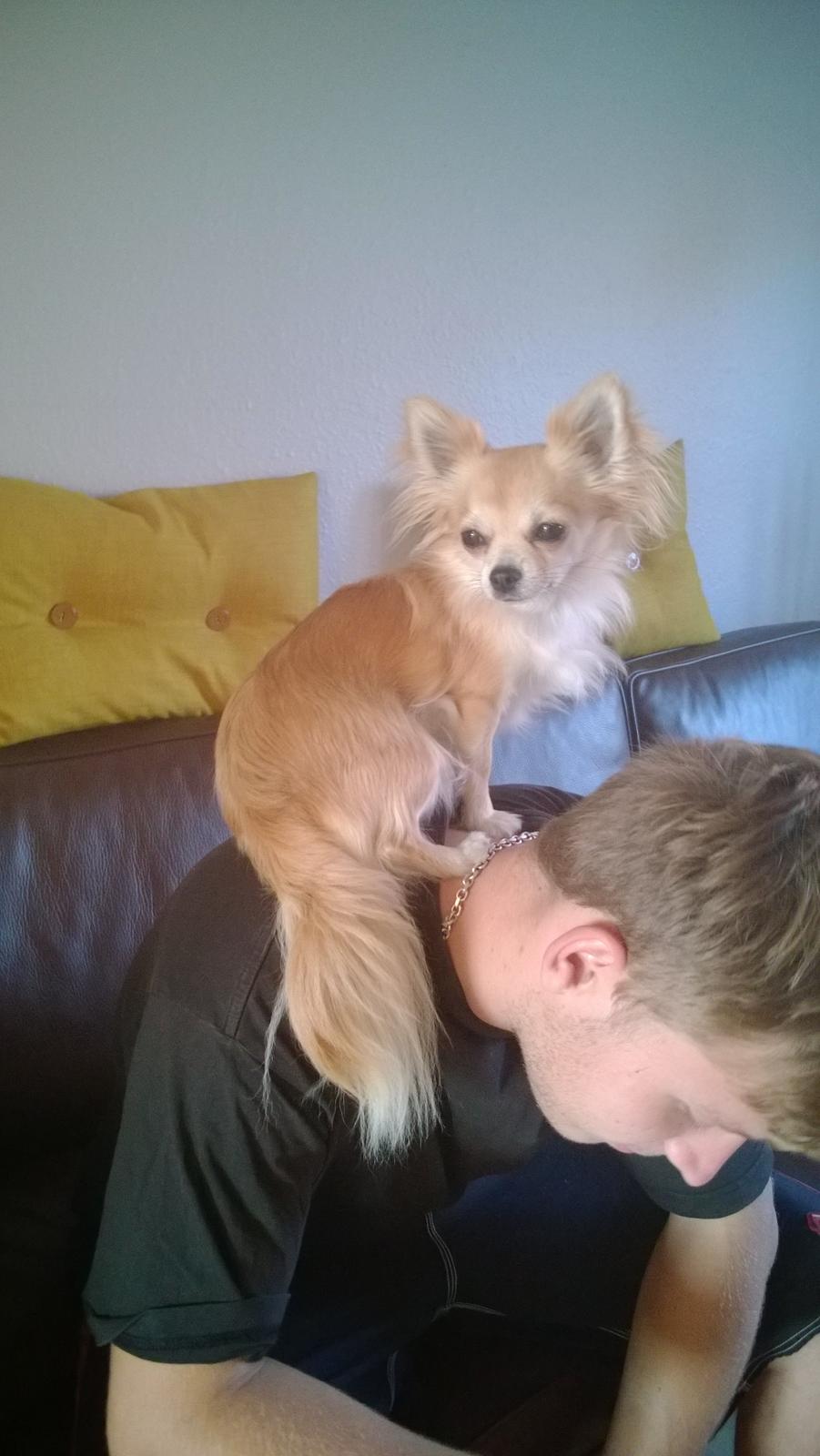 Chihuahua Gucci/Lutter - Har det store overblik, med lidt hjælp fra Pierre :)  billede 3