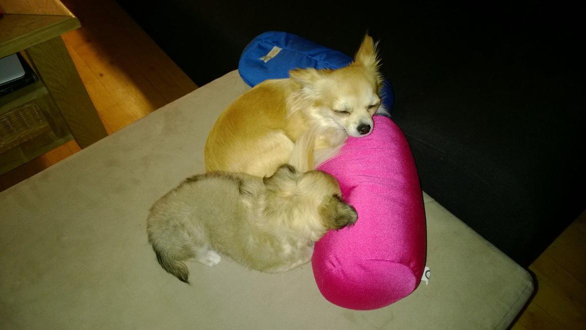 Chihuahua Gucci/Lutter - hygger med lillesøster billede 19