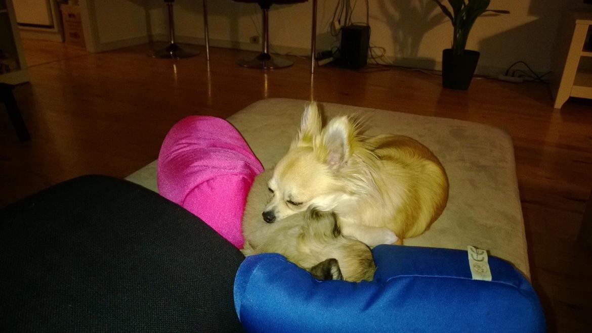 Chihuahua Gucci/Lutter - hygger med lillesøster billede 20