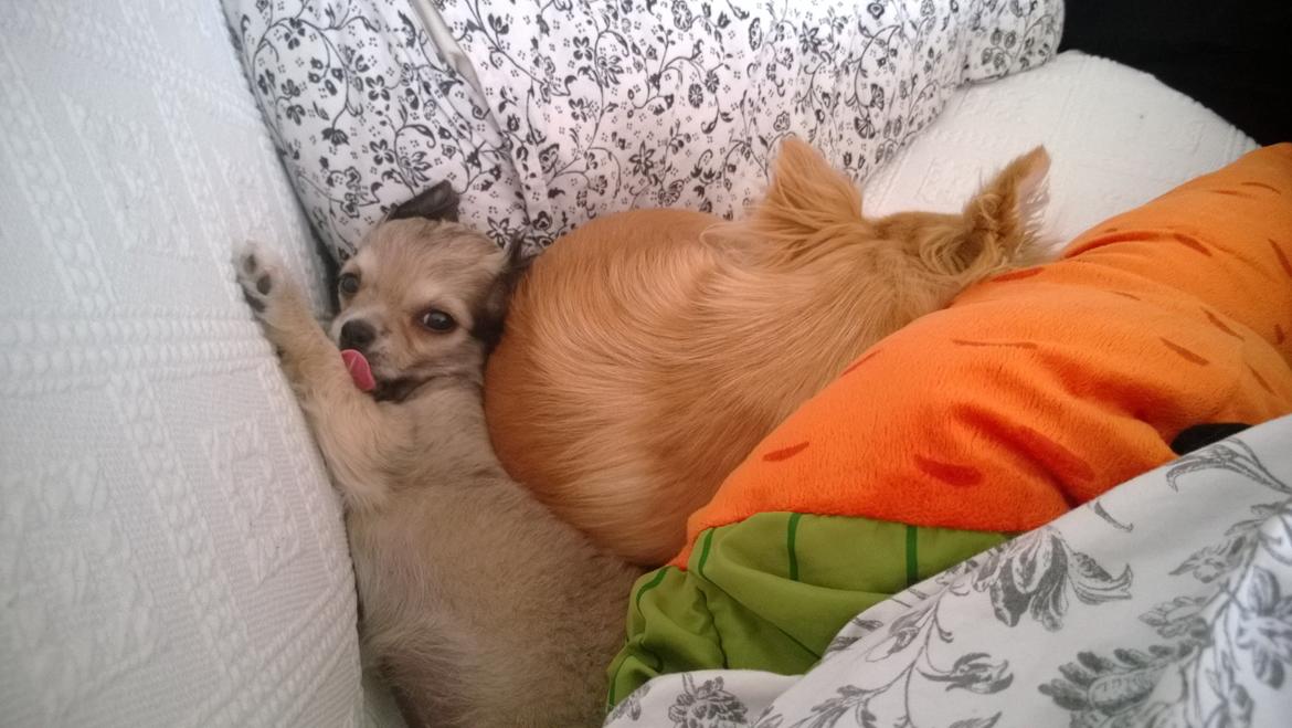 Chihuahua Gucci/Lutter - hygger med lillesøster billede 21