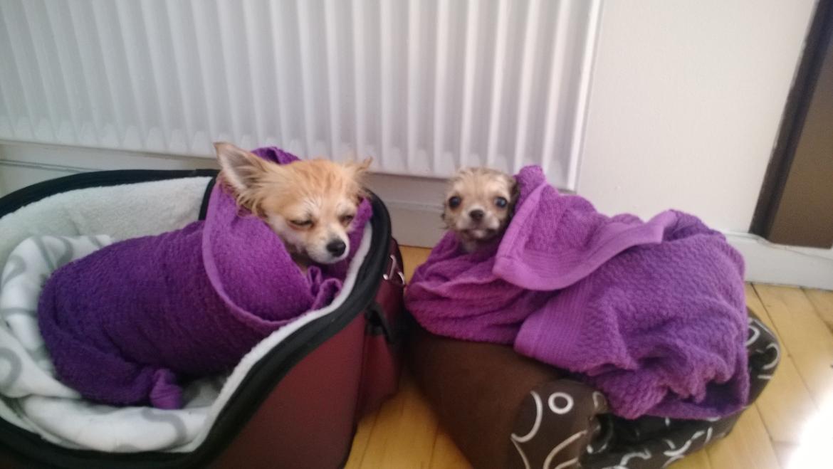 Chihuahua Gucci/Lutter - vi er ynkelige sammen billede 5