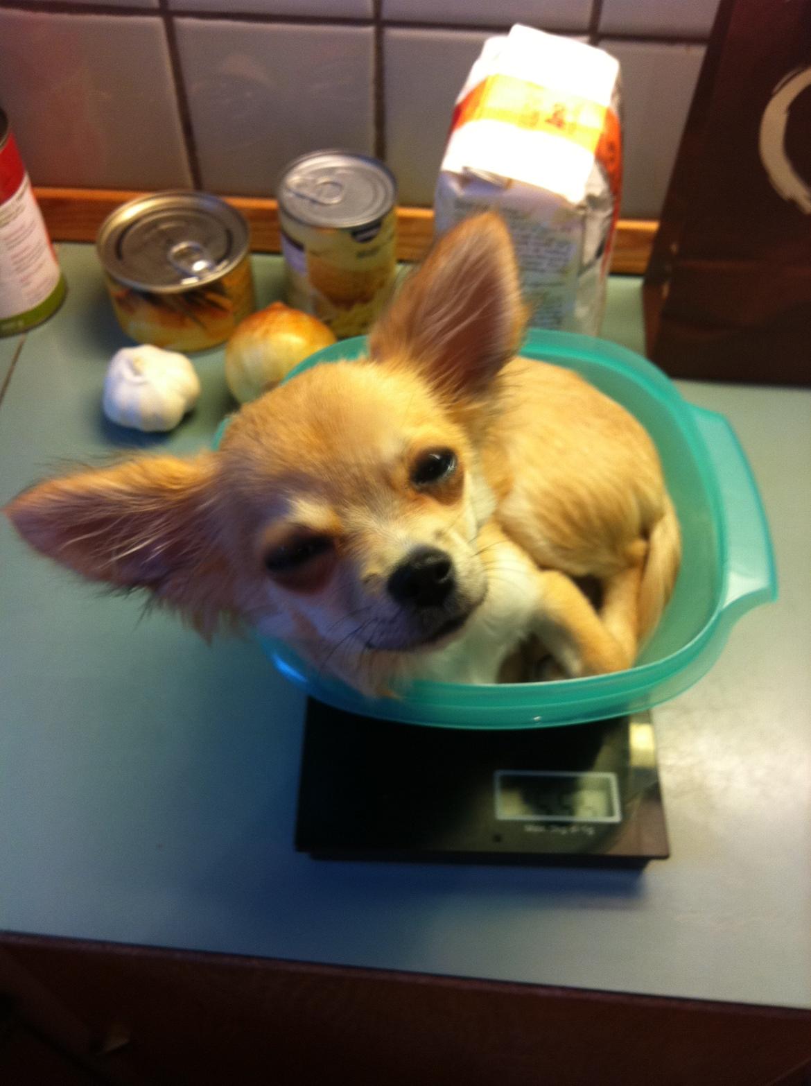 Chihuahua Gucci/Lutter - Så det tid til at blive vejet :) billede 8