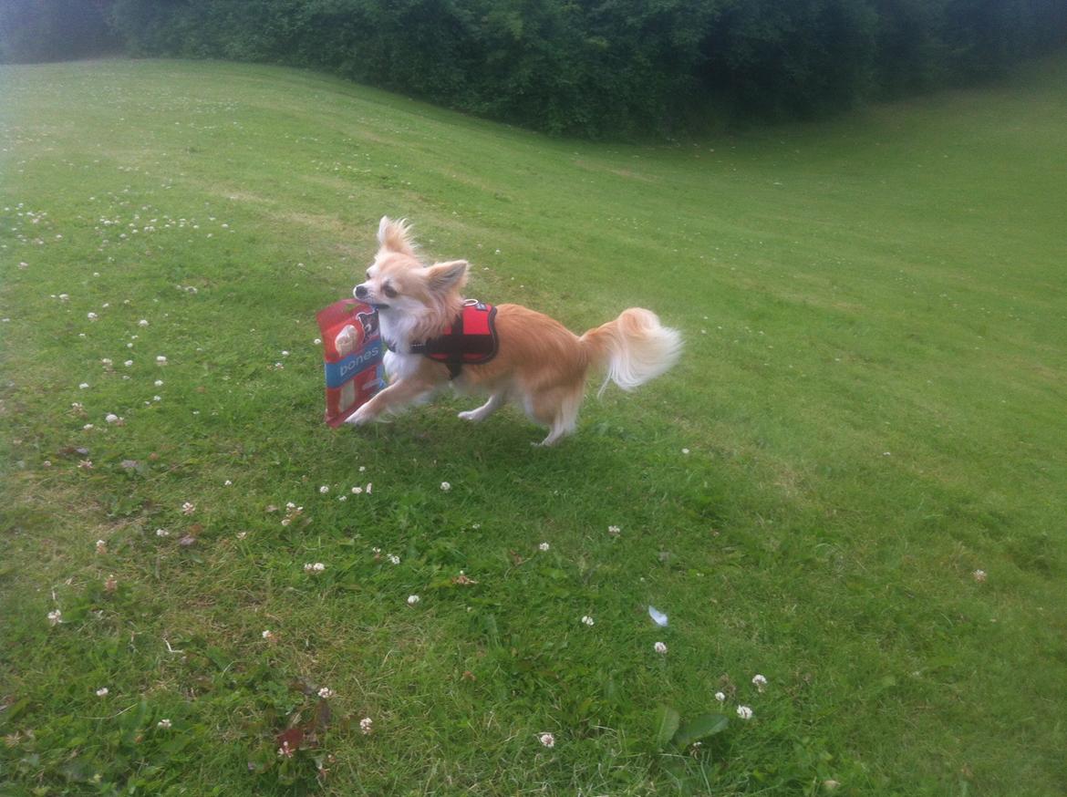 Chihuahua Gucci/Lutter - en HEL pakke med kødben!!! billede 9