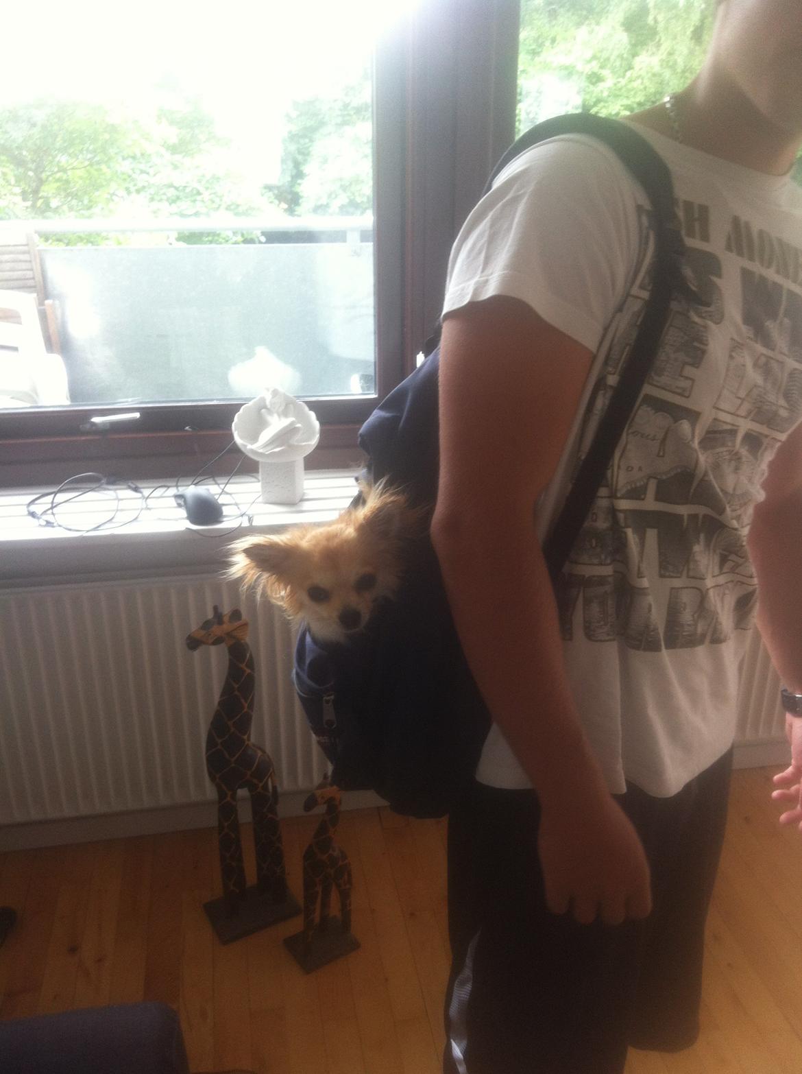Chihuahua Gucci/Lutter - Gucci vil gerne med ALLE steder :) billede 11
