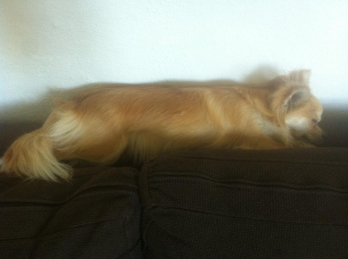 Chihuahua Gucci/Lutter - der kunne jeg da lige ligge :)  billede 13