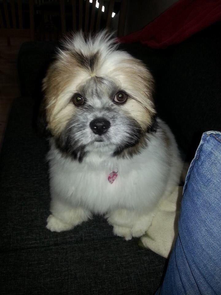 Lhasa apso Bibi Friis  billede 17