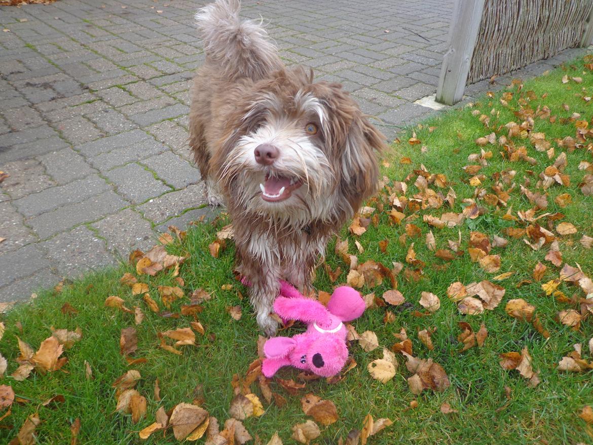 Løwchen Jack billede 12