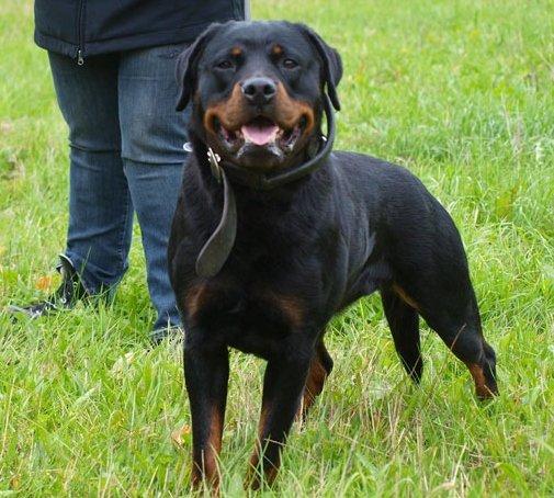 Rottweiler Yake Ozza - Yake Ozza billede 1